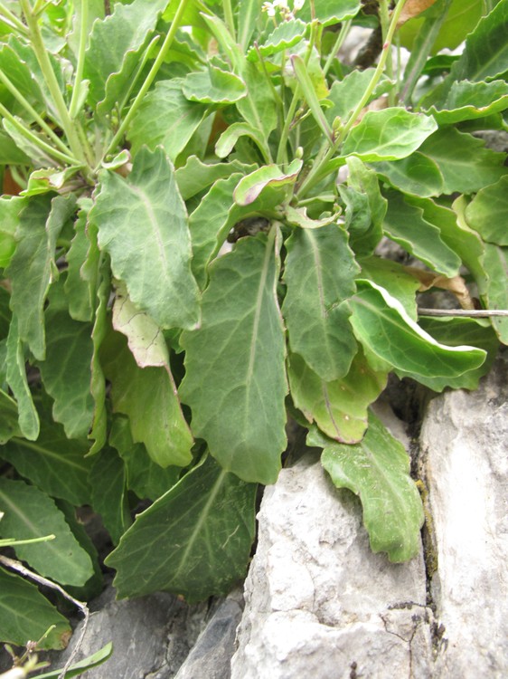 Brassica insularis